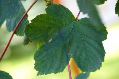 Acer pseudoplatanus - javor horský, klen - list